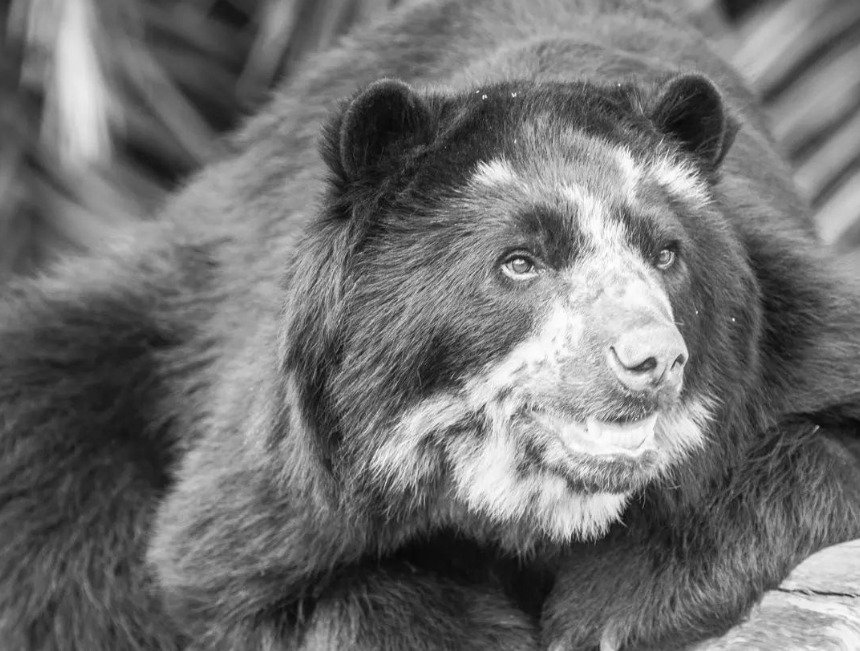 Urso-de-óculos em foto preta e branca