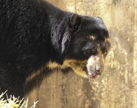 Urso-de-óculos do zoológico