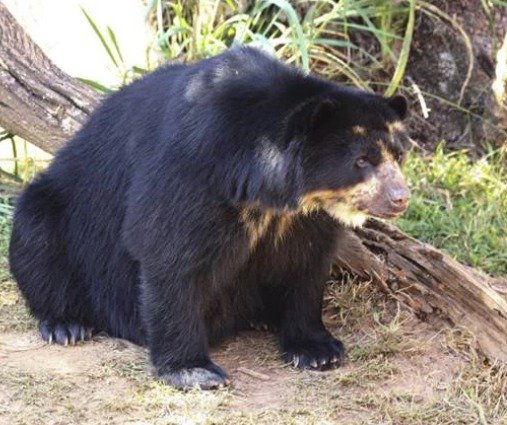 Urso-de-óculos do zoológico