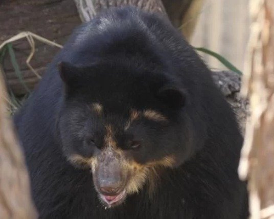Urso-de-óculos do zoológico