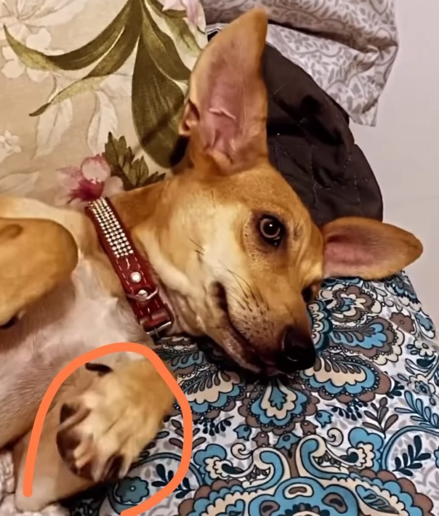 Imagem colorida de cadela Mel, que está desaparecida