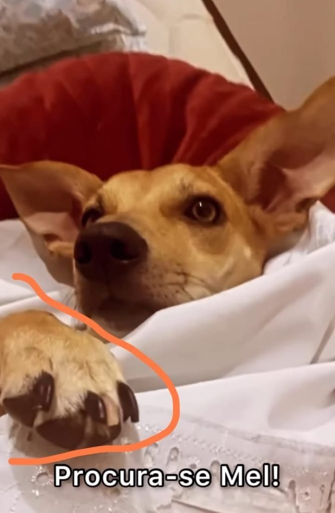 Imagem colorida de cadela Mel, que está desaparecida