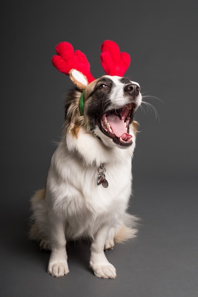 Cachorro com fantasia de Natal - Metrópoles