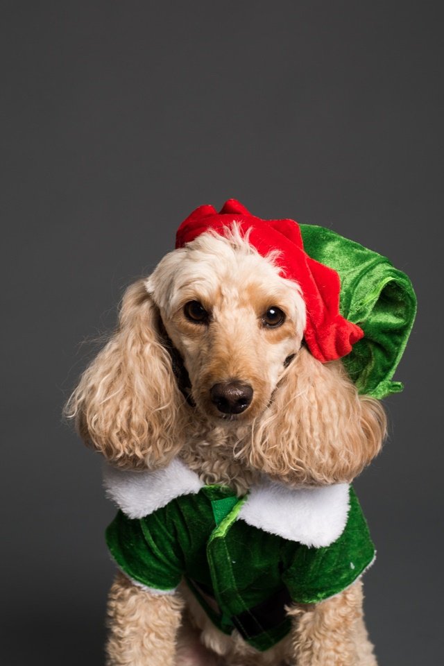 Cachorro com roupa de Natal - Metrópoles