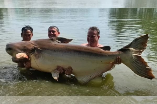Imagem: três homens carregam peixe bagre gigante em rio da Tailândia - Metrópoles