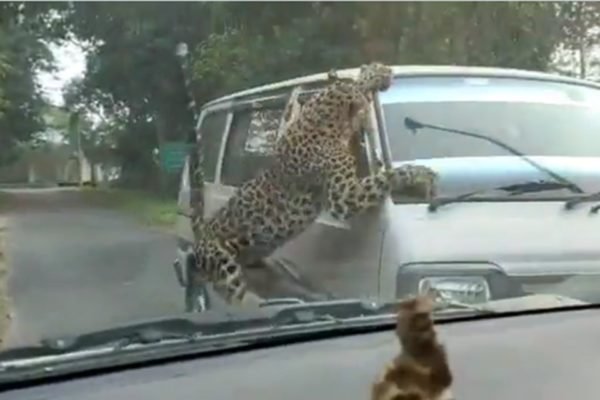Leopardo ataca carro na índia - Metrópoles