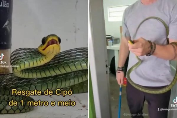 Vídeo: cobra sai de dentro de outra serpente durante resgate