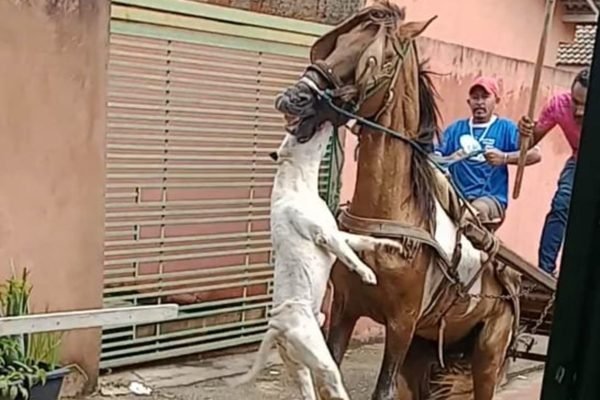 Homem mata cavalo com tiro de espingarda