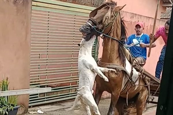 Vídeo: em ataque brutal, pit-bull fica pendurado em lábio de cavalo