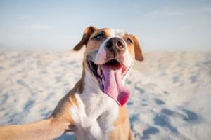 Foto colorida de cachorro na praia