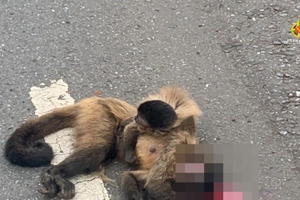 Mamãe MACACO carrega FILHOTE que MORREU! #bichos #biologia