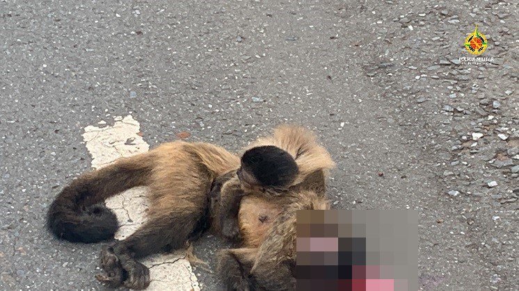 Vídeo: filhote de macaco se agarra ao corpo da mãe, morta atropelada no DF