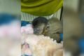 Vídeo: bicho-preguiça é resgatado perto do Zoológico de Brasília