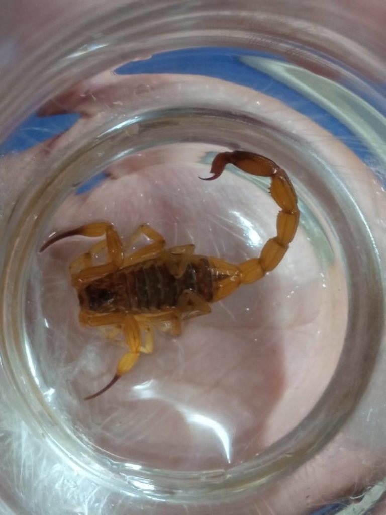 Escorpião dentro de pote de vidro