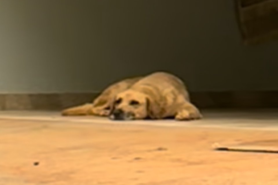 Cachorra se assusta com fogos e some no Lago Oeste