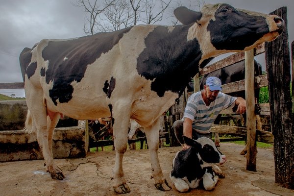 Homem cuida de filhote de bezerro com vaca ao lado