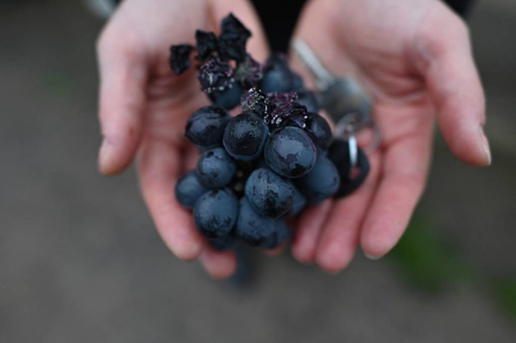 Duas mãos segurando cacho de uvas estragadas