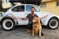 Foto colorida de um homem junto com um cachorro da raça golden retriver na frente de um fusca branco