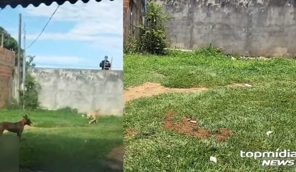 Os animais que já invadiram o campo