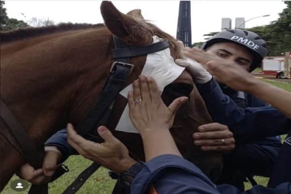 Crueldade: cavalo é queimado vivo em União; polícia investiga