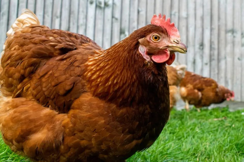 Two people have been diagnosed with bird flu in England