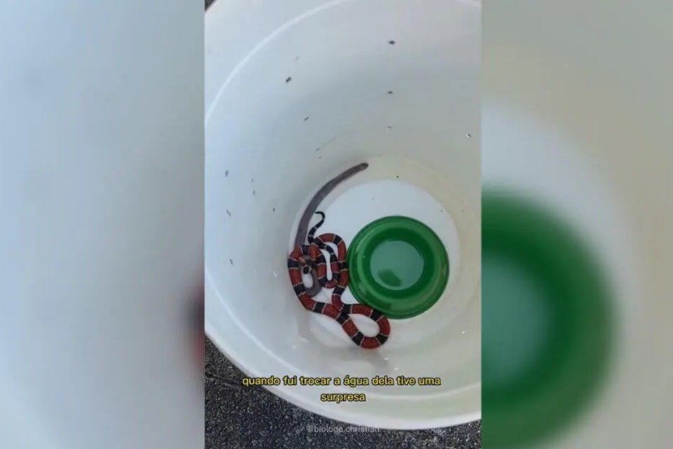 A lista que revela as cobras mais venenosas do mundo - NSC Total