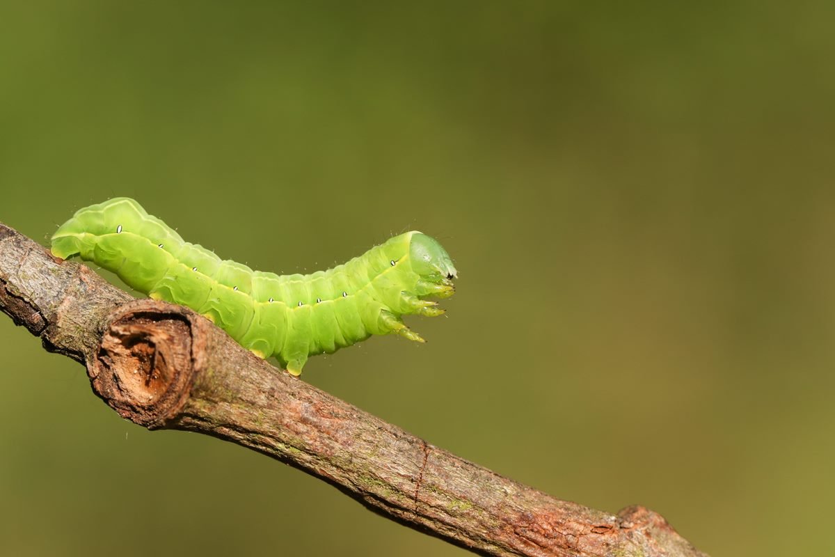 Imagem de lagarta verde em galho de madeira - Metrópoles