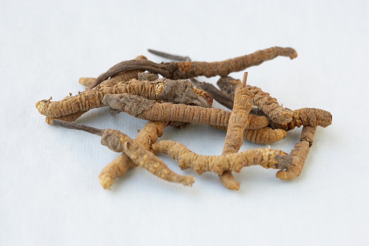 Cordyceps fungus