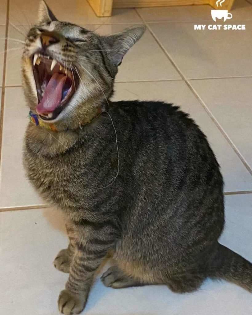 Na foto, um gato miando - Metrópoles