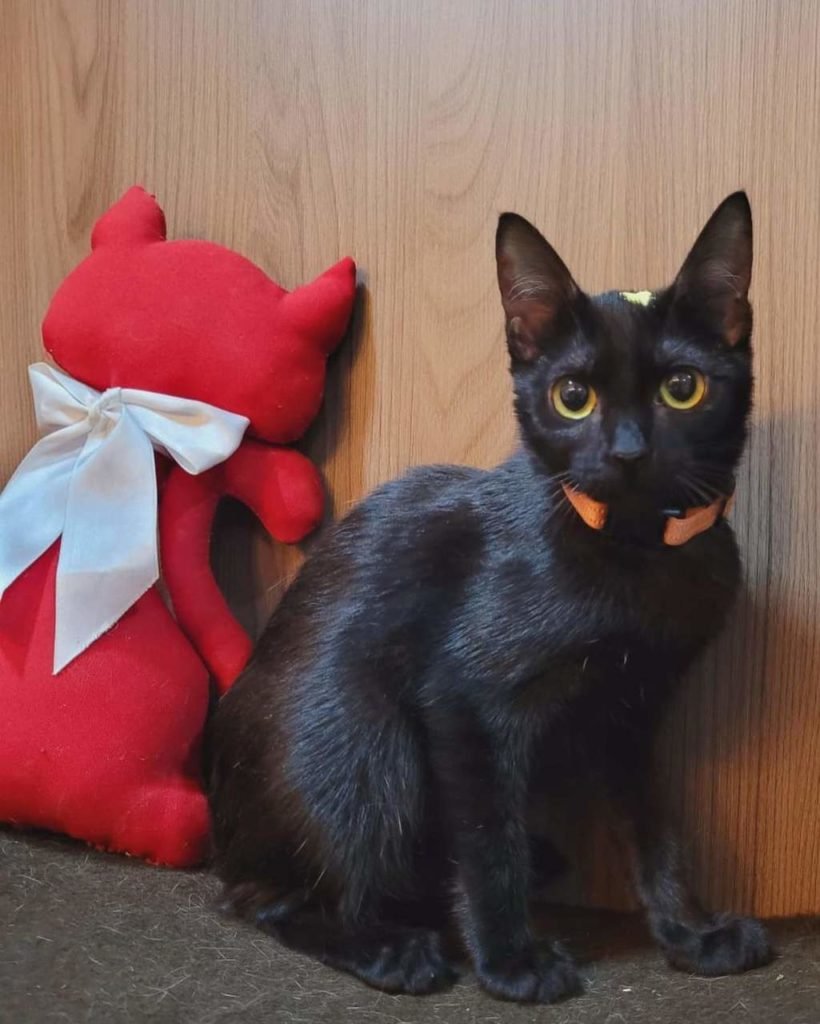 Na foto, um gato filhote preto- Metrópoles