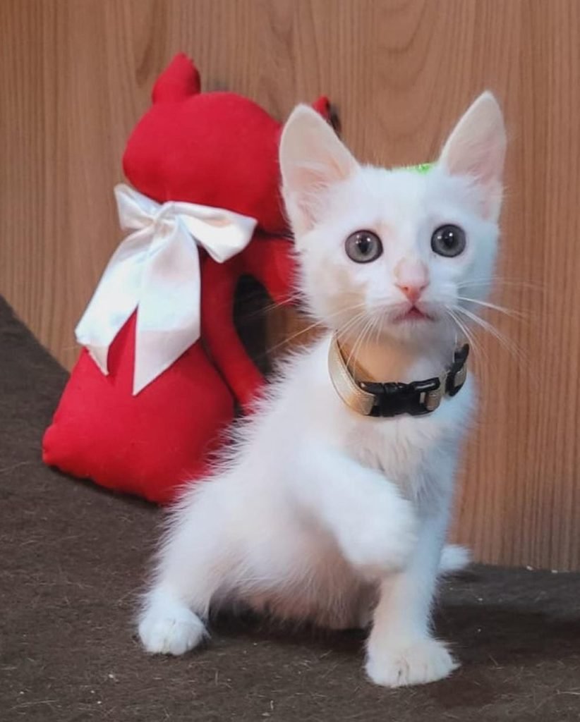 Na foto, um gato filhote branco - Metrópoles