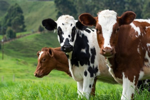 Foto colorida de três vacas, duas marrons e uma malhada - Metrópoles