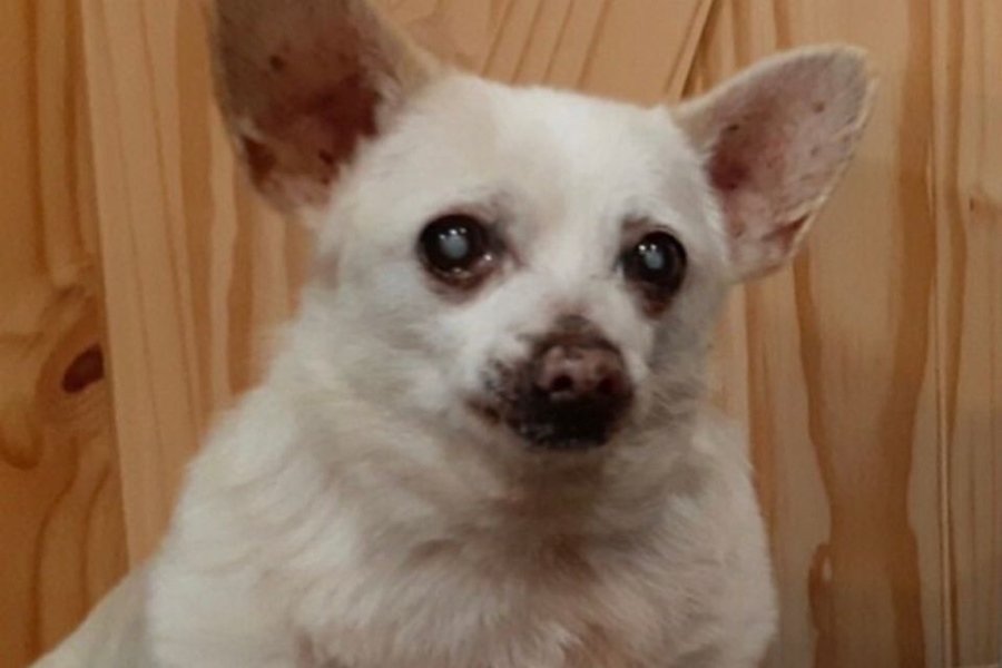Chihuahua mais velho do mundo