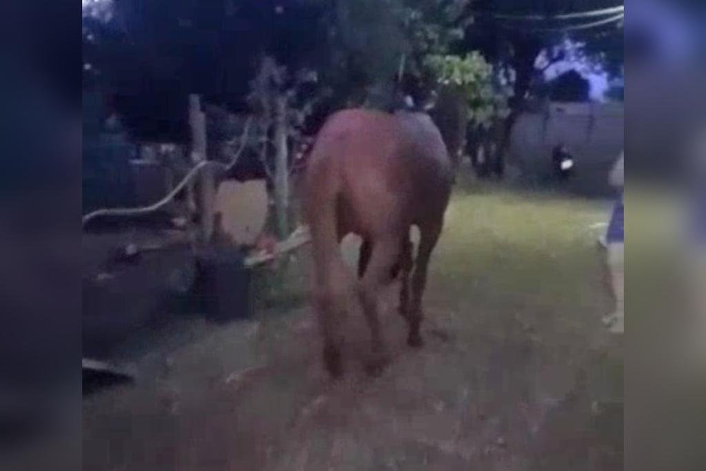 Três pessoas são detidas por matar cavalo para fazer salame em São