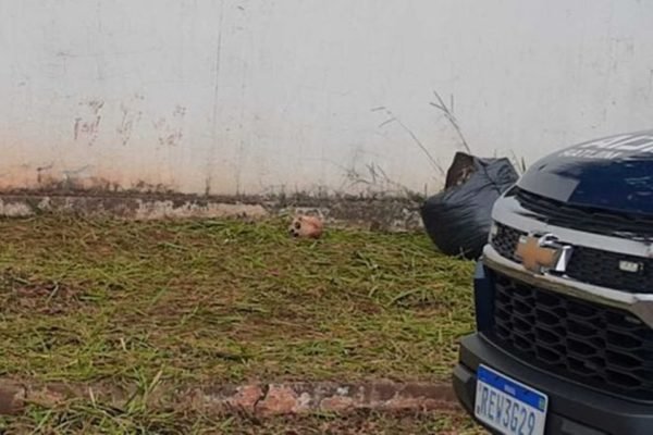 Foto colorida de um crânio encontrado chão por coletor de lixo no MT - Metrópoles