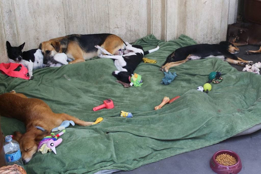 Cachorros de pessoa em situação de rua na Avenida Paulista