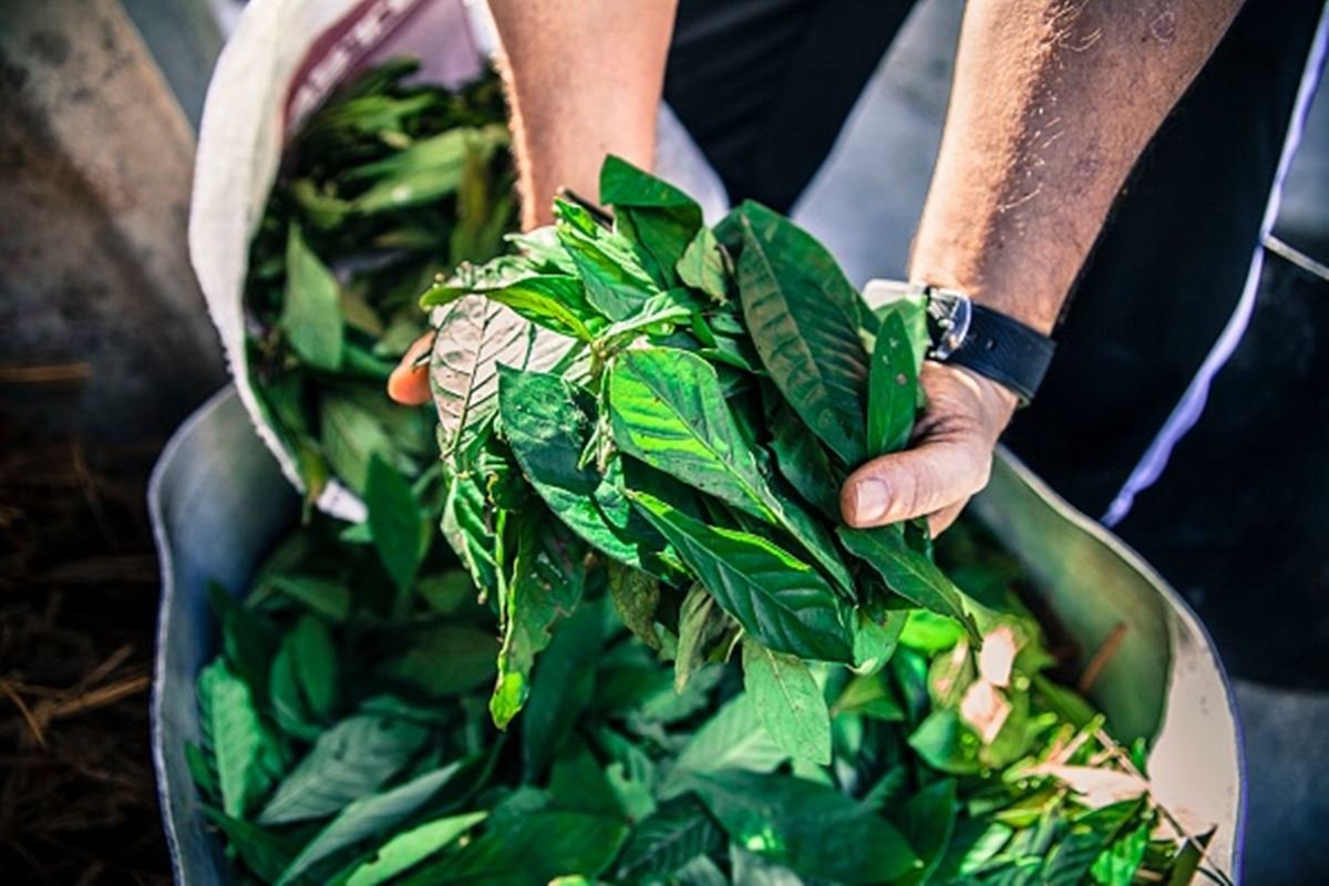 Ativo da ayahuasca tem potencial para tratar depressão, mostra estudo ...