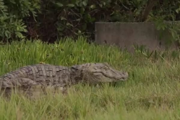 Vídeo: jacaré que foi baleado é devolvido à natureza em SC | Metrópoles