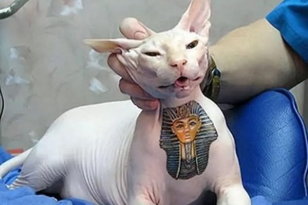 goias tatuagem caes e gatos