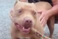 Homem tira filhotes de gato do telhado com vassouradas e é preso no DF