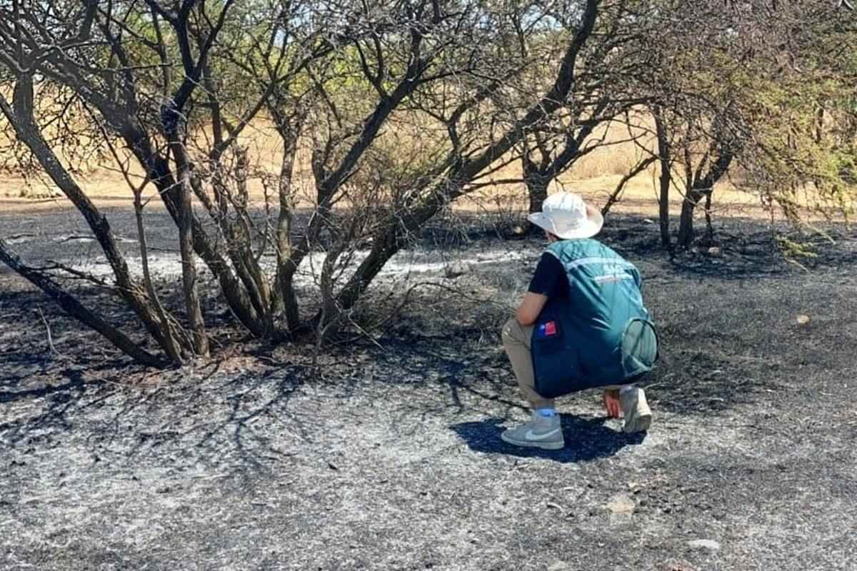 Incêndios florestais deixam 24 mortos no Chile