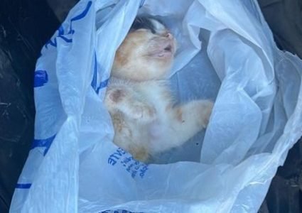 Gato dentro de sacola plástica