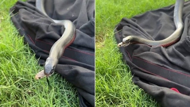Serpente corre risco de ser sacrificada no DF por falta de soro no país