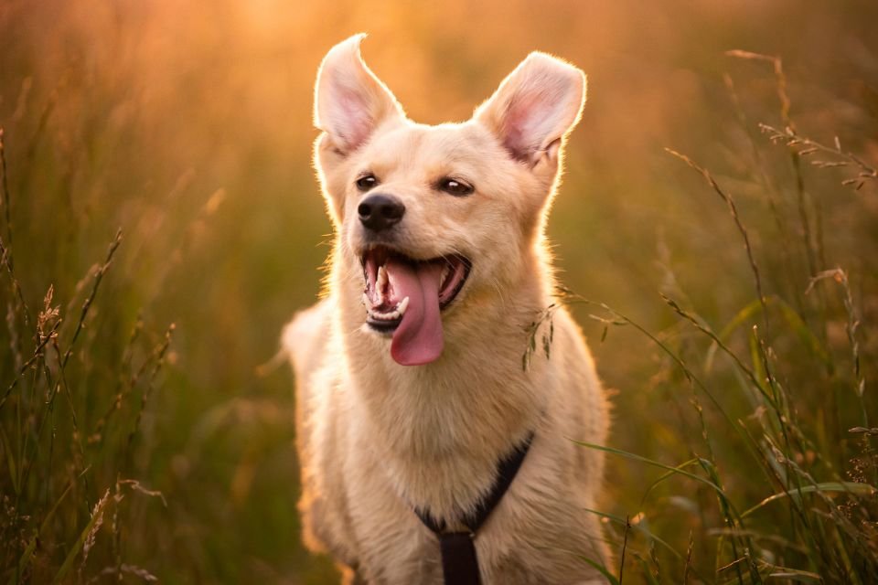 tem cachorro secreto em contador de tempo; saiba como acessar -  Época Negócios