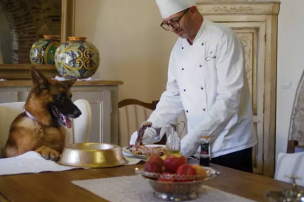 Imagem colorida da série Gunther: O Cachorro Milionário - Metrópoles 