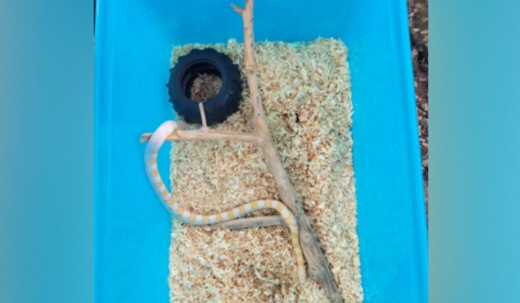 goias cobra exotica feira