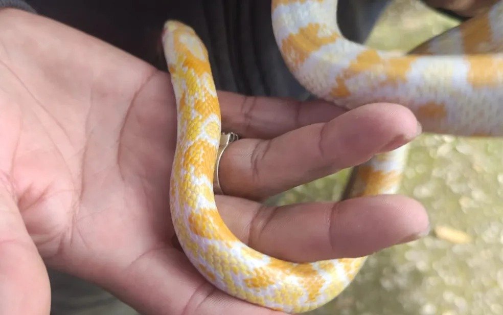 goias cobra exotica feira