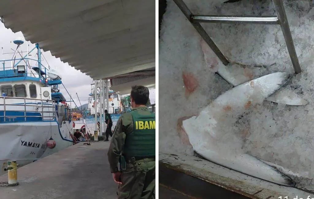 Pescador é detido por matar tubarão 'vulnerável a extinção' em