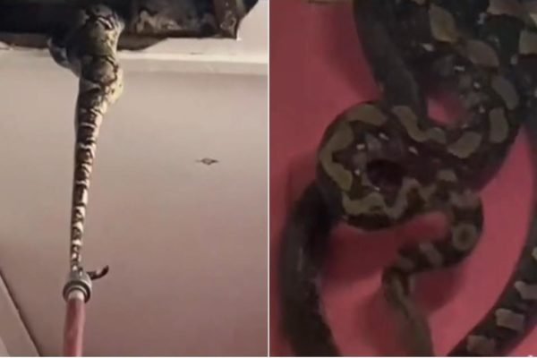 Cobra de mais de 3 metros é encontrada morando em teto de banheiro e  impressiona internautas - Notícias - R7 Internacional