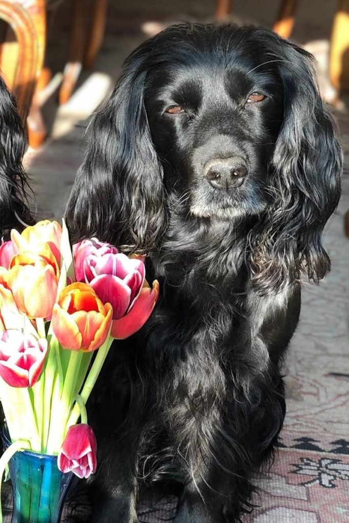Foto colorida de cachorro com o pelo na cor preta e perto de um jarro com tulipas - Metrópoles